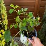 Cserjés hortenzia - Hydrangea arborescens 'Strong Annabelle' K3