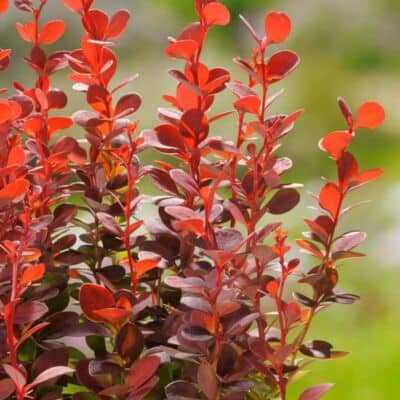 Berberis thunbergii 'Orange Rocket' - japán vérborbolya - Image 2