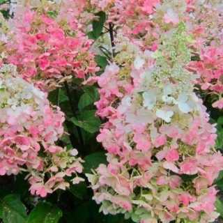 Törzses hortenzia 'Candlelight' - Hydrangea paniculata 60 cm-es törzsön K5