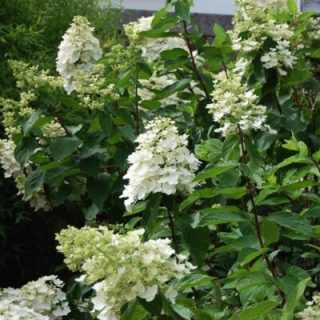 Törzses hortenzia 'Kyushu' - hydrangea paniculata 90 cm-es törzsön, K7,5