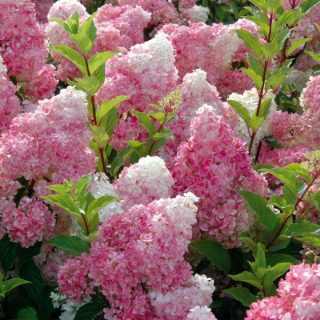 Törzses hortenzia 'Vanille Fraise' - Hydrangea paniculata 60 cm-es törzsön K5