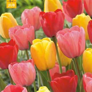 Tulipa 'Darwin Hybrid Mix' - Tulipán (40 db)