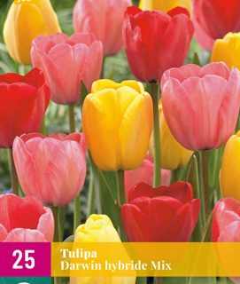 Tulipa 'Darwin Hybrid Mix' - Tulipán (25 db)