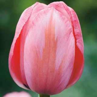 Tulipa 'Design Impression' - Tulipán (10 db)