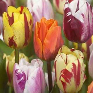 Tulipa 'Flaming Beauty Mix' - Tulipán (15 db)