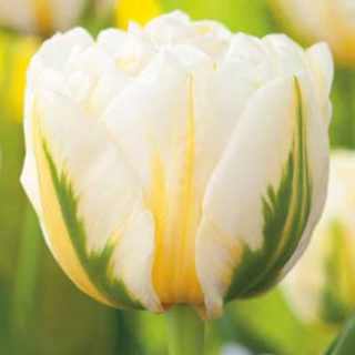 Tulipa 'Flaming Evita' - Tulipán (7 db)
