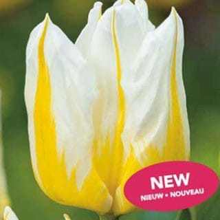Tulipa 'Flaming Agras' - Tulipán (10 db)