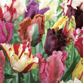 Tulipa 'Parrot Mix' - Tulipán (7 db)