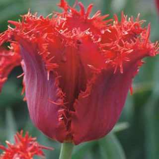 Tulipa 'Pacific Pearl' - Tulipán (7 db)