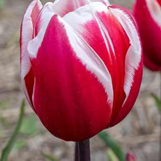 Tulipa 'Guus Papendrecht' - Tulipán (10 db)