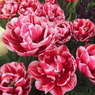 Tulipa 'Drumline' - Tulipán (5 db)