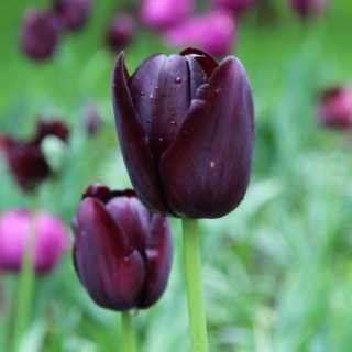 Tulipa 'Queen of Night' - Tulipán (7 db)