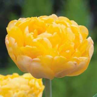 Tulipa 'Yellow Pompenette' - Tulipán (7 db)