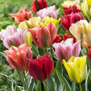 Tulipa 'Viridiflora Mix' - Tulipán (7 db)