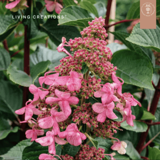 Törzses bugás hortenzia 80 cm-es törzzsel - hydrangea paniculata 'Living Infinity' K5 - csak személyes átvétellel