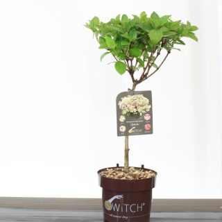 Hydrangea 'Switch Ophelia' - hibrid hortenzia 25 cm-es törzsön C3
