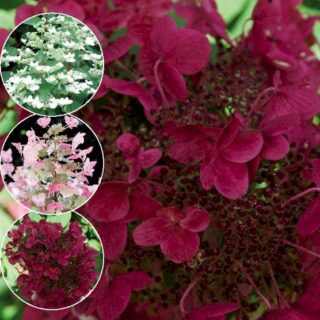 Hydrangea paniculata 'Wim's Red' - bugás hortenzia 80 cm-es törzsön K5