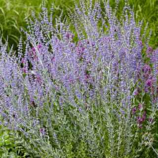 Perovskia atriplicifolia 'Little Spire' - Sudárzsálya K3