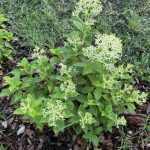 Bugás hortenzia - Hydrangea paniculata 'Bloomulus Stratus' K5