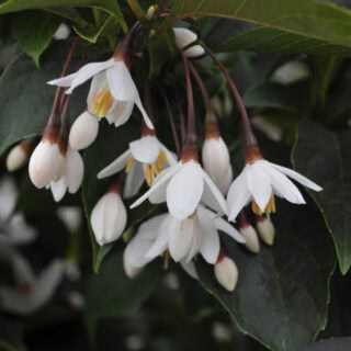 Styrax japonicus 'Evening Light' – Japán hóvirágfa K4
