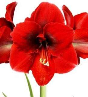 Amaryllis Amorita Danu Peru (Galaxy) - nagy méretű amarilliszhagyma 30/32 (1 db)