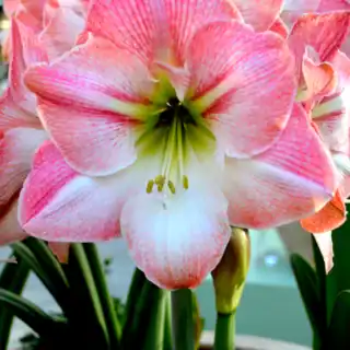 Amaryllis Apple Blossom (Galaxy)- óriási amarilliszhagyma 34/36 (1 db)