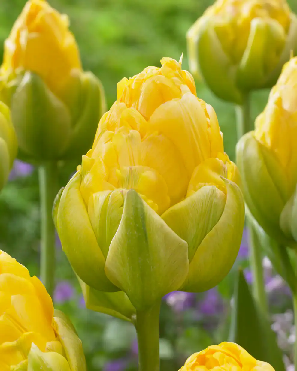 Tulipa 'Vanille Coupe' - Tulipán (5 db)