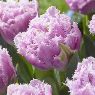 Tulipa 'Cairns' - Tulipán (5 db)