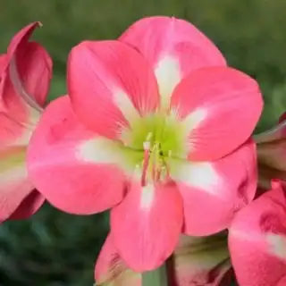 Amaryllis Cape Horn Peru - közepes méretű amarilliszhagyma 28/30 (1 db)