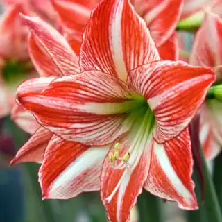 Amaryllis Fairytale (Diamond) - amarilliszhagyma 28/30 (1 db)