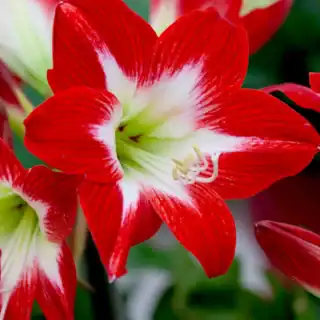 Amaryllis Tres Chic (Diamond) - óriási amarilliszhagyma 34/36 (1 db)