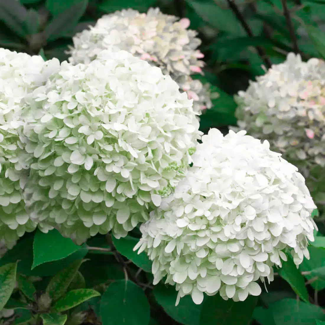 Bugás hortenzia 'Little Alf' - hydrangea paniculata K3 - Image 3