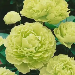 Paeonia suffruticosa - világoszöld színű fás bazsarózsa P11