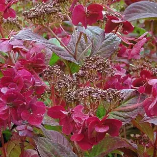 Fűrészeslevelű hortenzia 'Choco Strawberry' - Hydrangea serrata K3