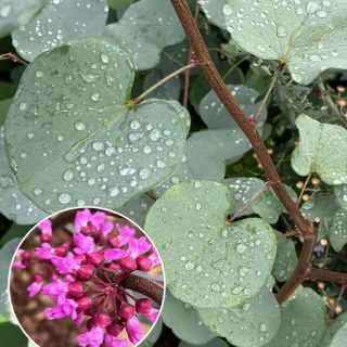 Különleges kék lombú júdásfa - Cercis griffithii 'Blue Lagoon' K5