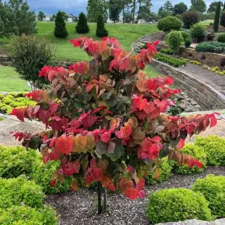 Cercis canadensis 'Hearts A Fire' - Kanadai júdásfa K10