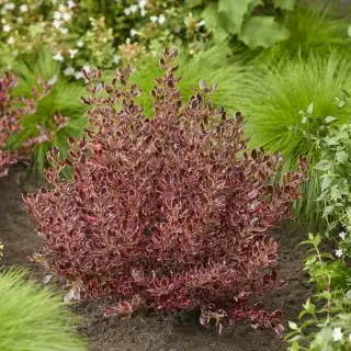 Amerikai tükörcserje - Coprosma repens 'Eclipse' K3