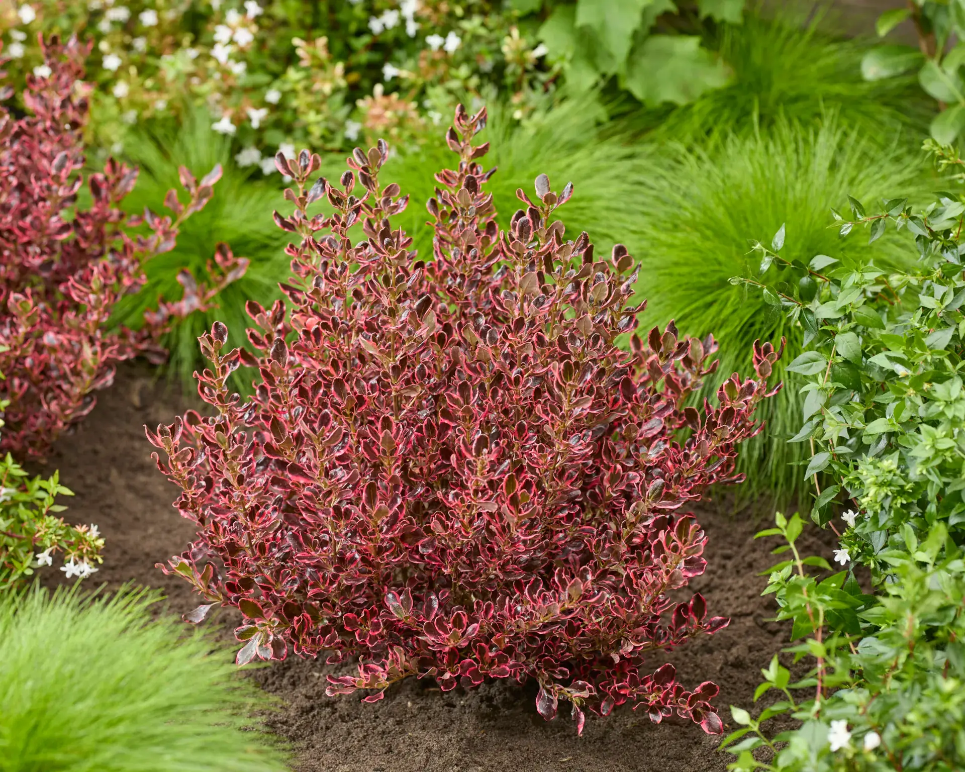 Amerikai tükörcserje - Coprosma repens 'Eclipse' K3