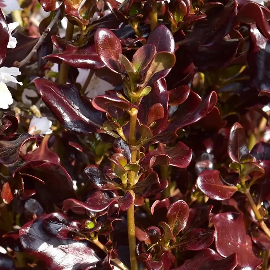 Amerikai tükörcserje - Coprosma repens 'Pacific Night' K2