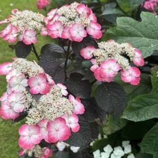 Fűrészeslevelű hortenzia 'Choco Cherry' - Hydrangea serrata K3