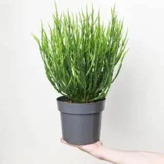 Baccharis genistelloides 'Green Coral' K3 - zöld korallnövény