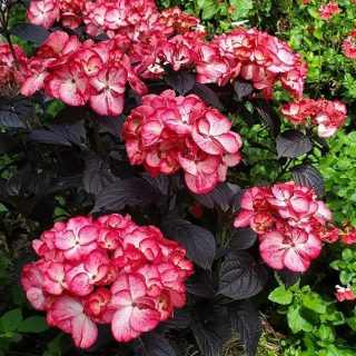 Fűrészeslevelű hortenzia 'Choco Black Velvet' - Hydrangea serrata K3
