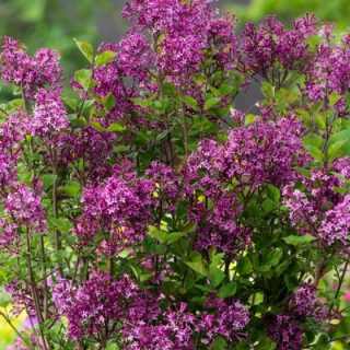 Kétszer virágzó törpe orgona - Syringa Bloomerang  'Dark Purple' K5