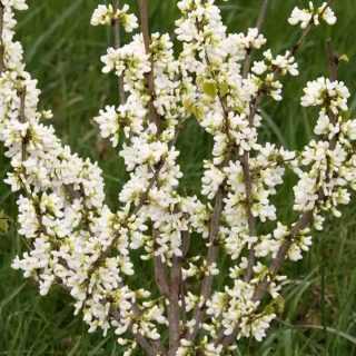 Fehér virágú kínai júdásfa - Cercis chinensis 'Shirobana' K5