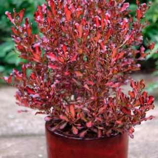 Amerikai tükörcserje - Coprosma repens 'Pacific Sunset' K2