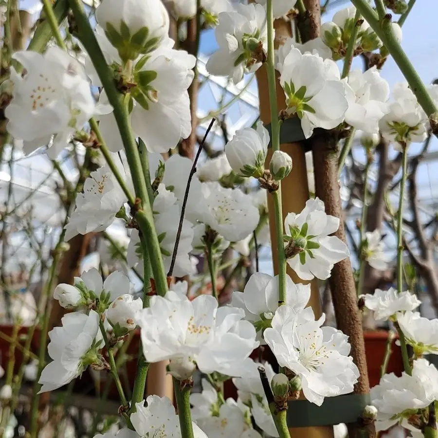 Fehér virágú díszőszibarack - Prunus persica 'Taoflora White' K6